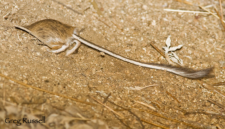 Dulzura Kangaroo rat at night