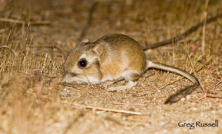 Stephen's Kangaroo rat at night