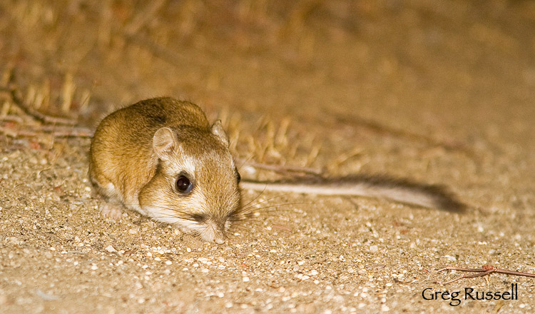 Stephen's Kangaroo rat at night