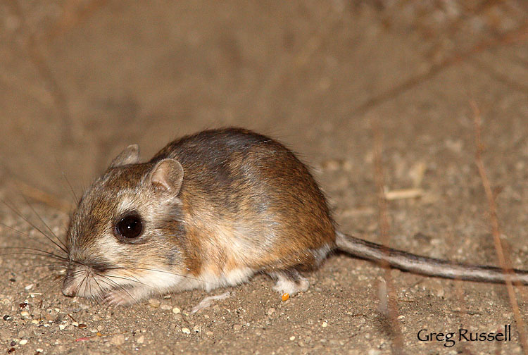 Stephen's Kangaroo rat at nightl