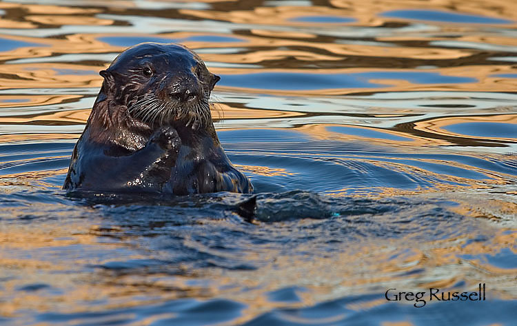 Sea otter between dives, feeding otter