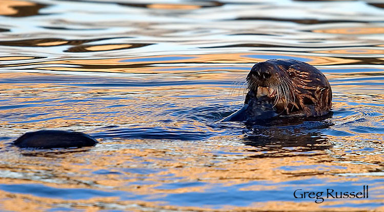 Sea otter between dives, feeding otter