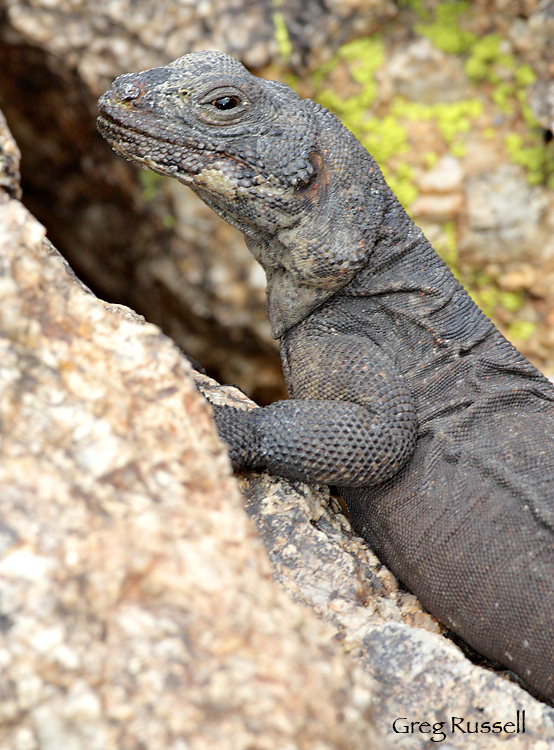 chuckwalla on a rock