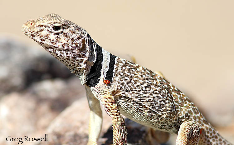 collared lizard on a rock