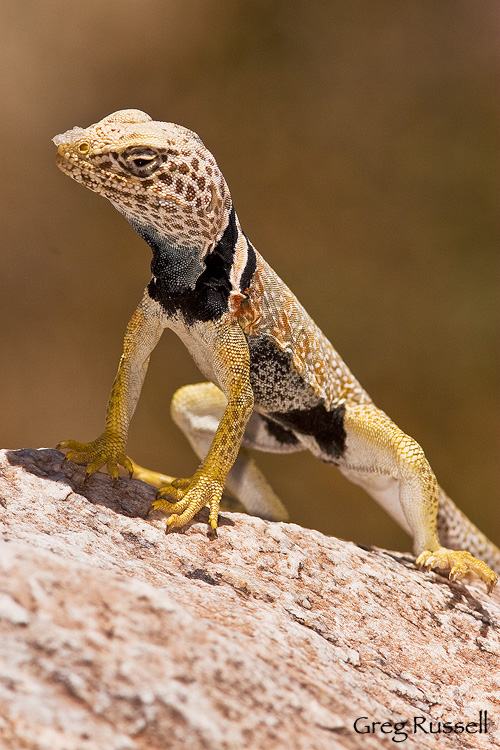 Collared lizard