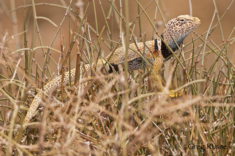 Collared lizard