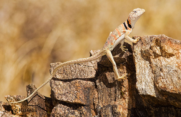 Collared lizard