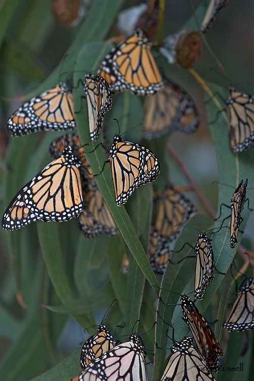 monarch butterflies in a tree