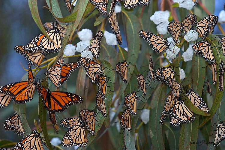 monarch butterflies in a tree