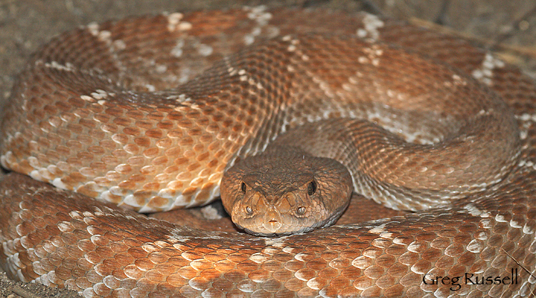 Coiled red diamont rattlesnake at night