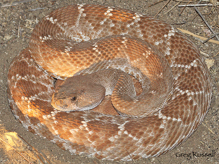 Coiled red diamont rattlesnake at night