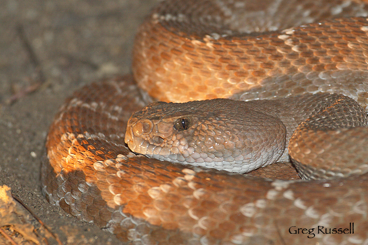 Coiled red diamont rattlesnake at night