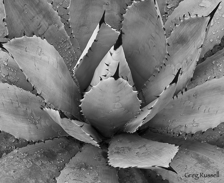 Photograph of an agave from botanic garden