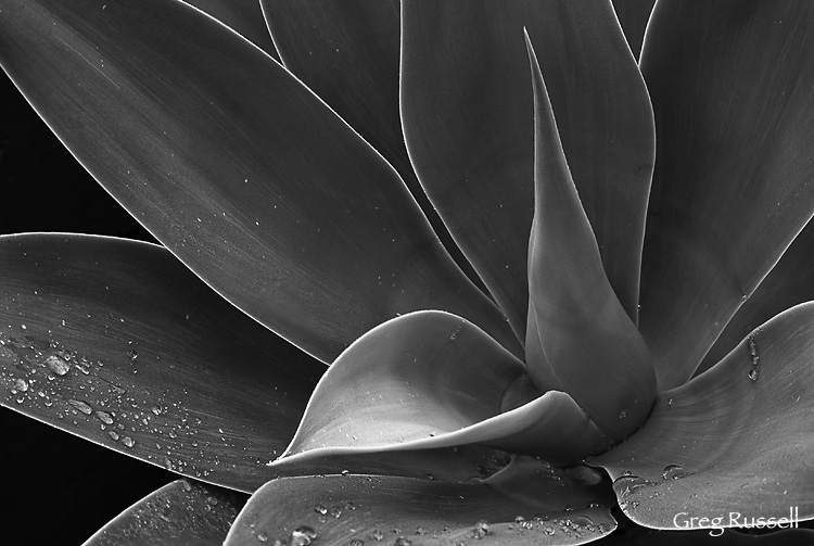 Photograph of an agave from botanic garden