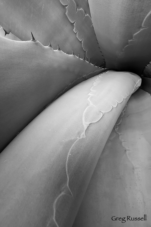 Photograph of an agave from botanic garden