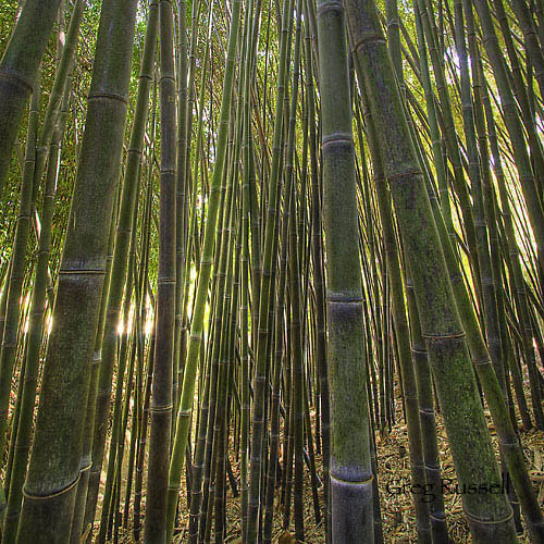 high dynamic range (hdr) photo of bamboo