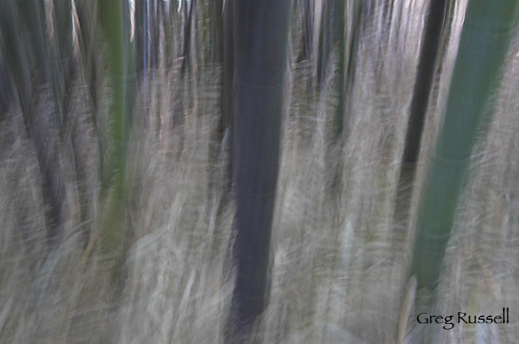 vertical pan blur abstract photo of bamboo