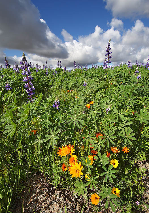 photo of wildflower field dominated by lupine