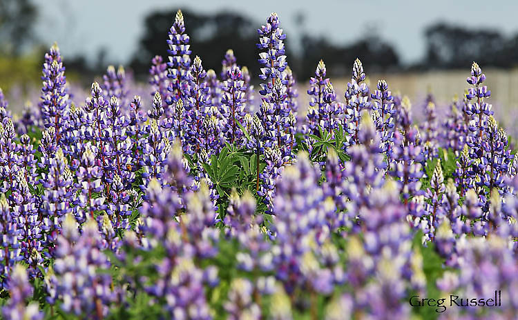 photo of wildflower field dominated by lupine