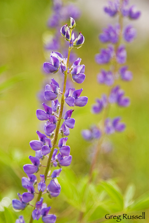 lupine in yosemite national park california