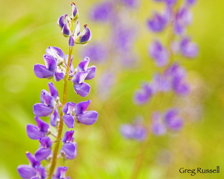 lupine in yosemite national park california