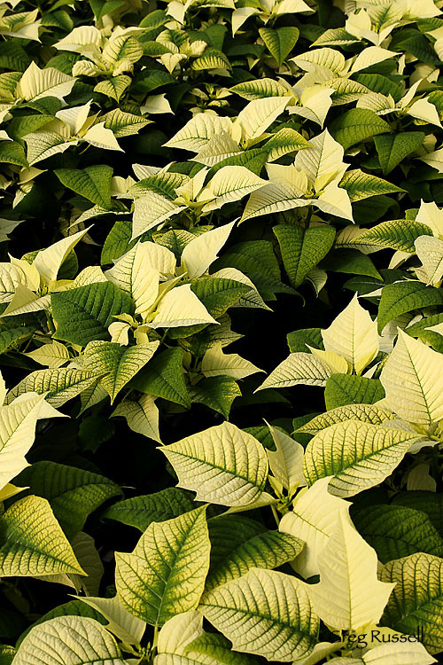 Poinsettia scene