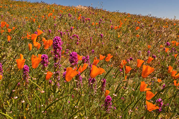 California Poppies and Owl's Clover