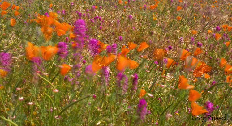 California Poppies and Owl's Clover blowing in the wind