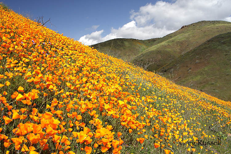 Hillside filled with California poppies