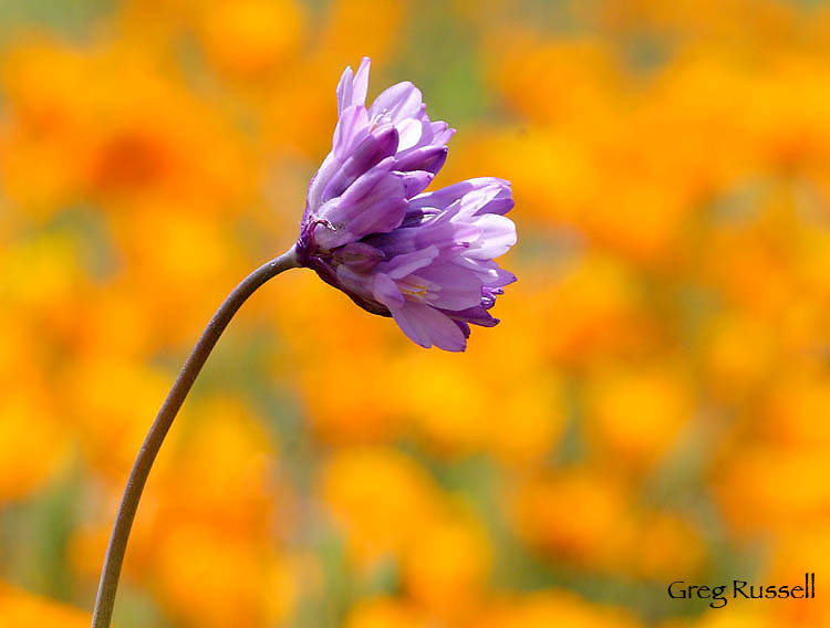 Blue Dick wildflower in California Poppies