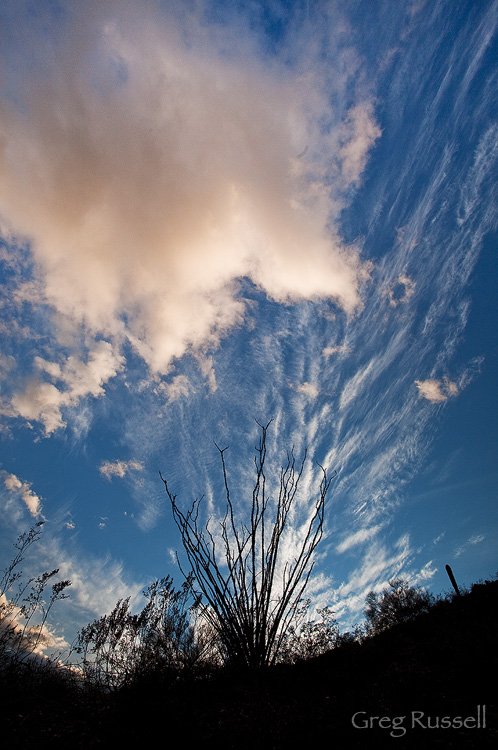 ocotillo silhouette and dramatic clouds