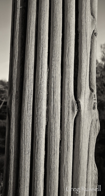 Saguaro cactus skeleton in monochrome