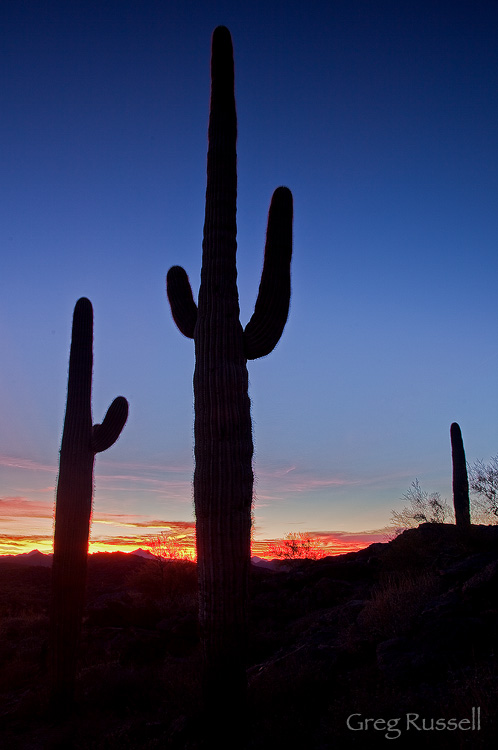 sonoran desert sunset