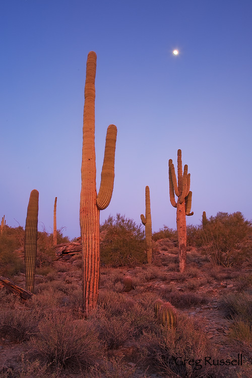 sonoran desert sunset