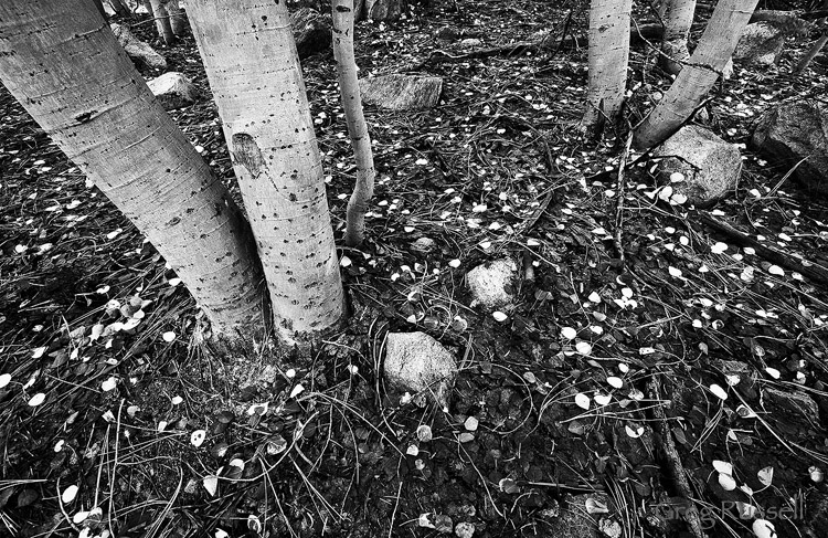 Aspens in the San Bernardino National Forest