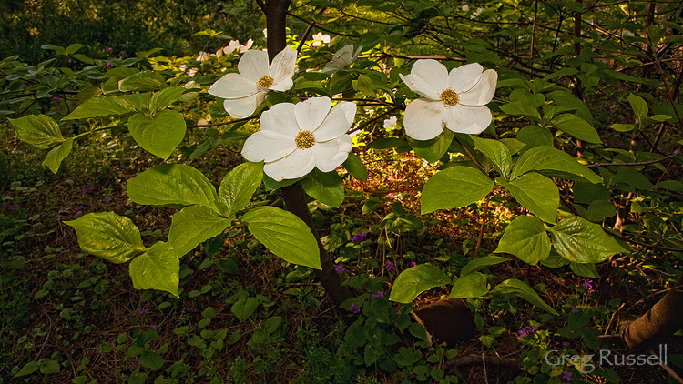 pacific dogwoods near crestline, california