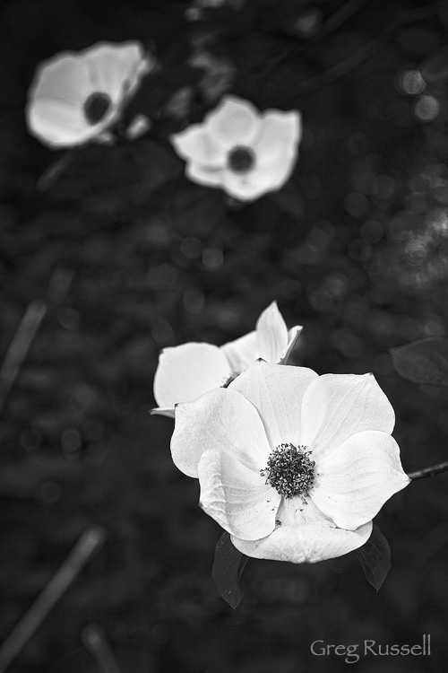 pacific dogwood near crestline california