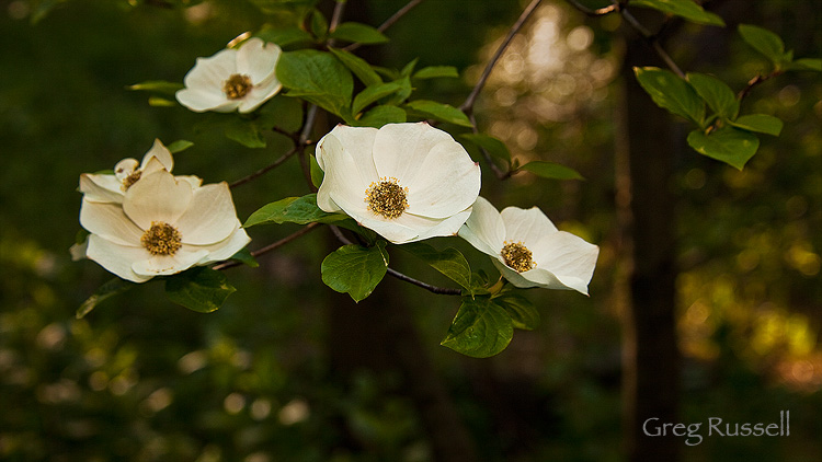 pacific dogwood near crestline california