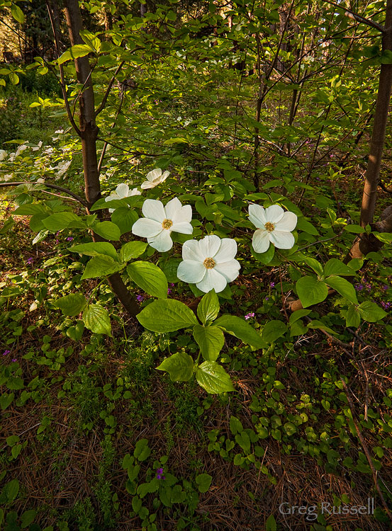 Pacific dogwood near crestline california