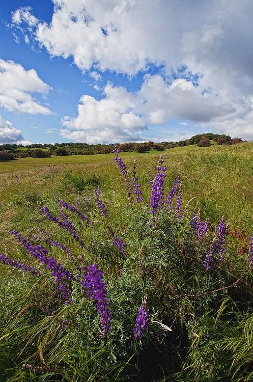 Lupine at the Santa Rosa Plateau, after a clearing spring storm