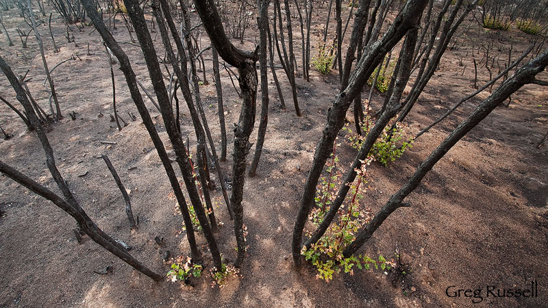 post-fire ecology at the santa rosa plateau ecological reserve