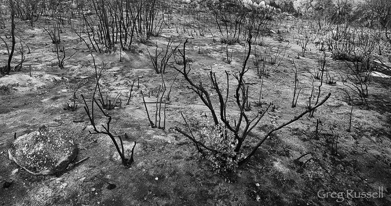 post-fire ecology at the santa rosa plateau ecological reserve