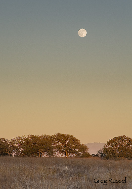 santa rosa plateau, engelmann oak, Quercus engelmannii, bunchgrass prairie, riverside county open spaces, open space initiative, nature conservancy, moonrise, full moon photo, moon photo