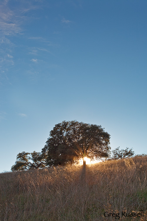 the sun bursts out from behind a trunk of an oak tree