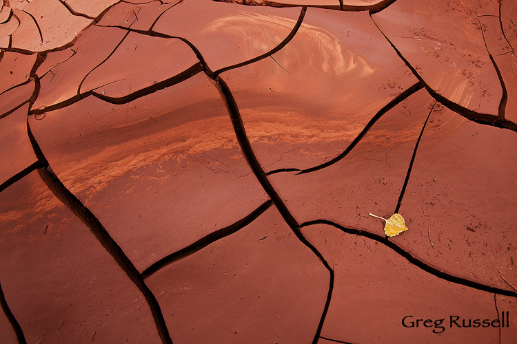 cottonwood leaf and mud, capitol reef national park, utah