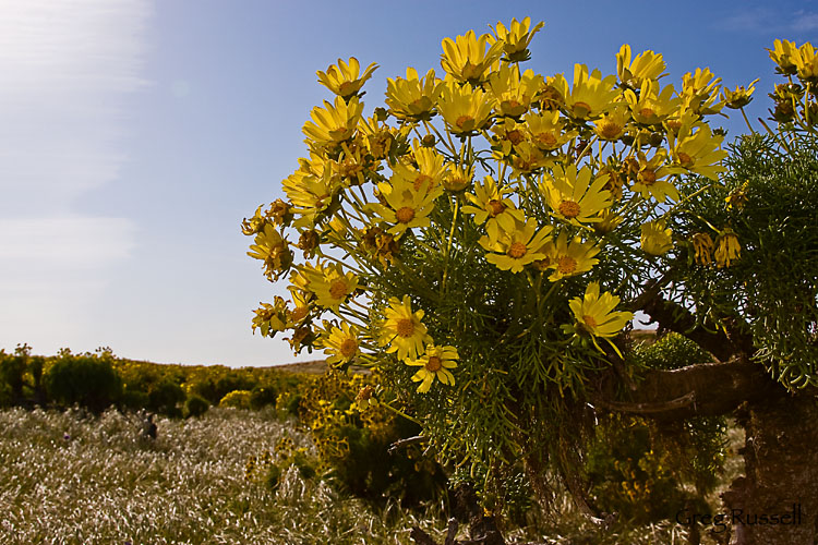 Coreopsis flowers on Anacapa Island, Channel Islands National Park, California