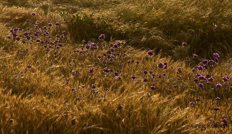 Dichelostemma--blue dick--flowers on Anacapa Island, backlit