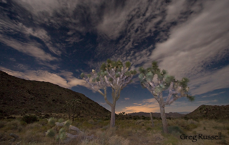 a nighttime scene in joshua tree national park