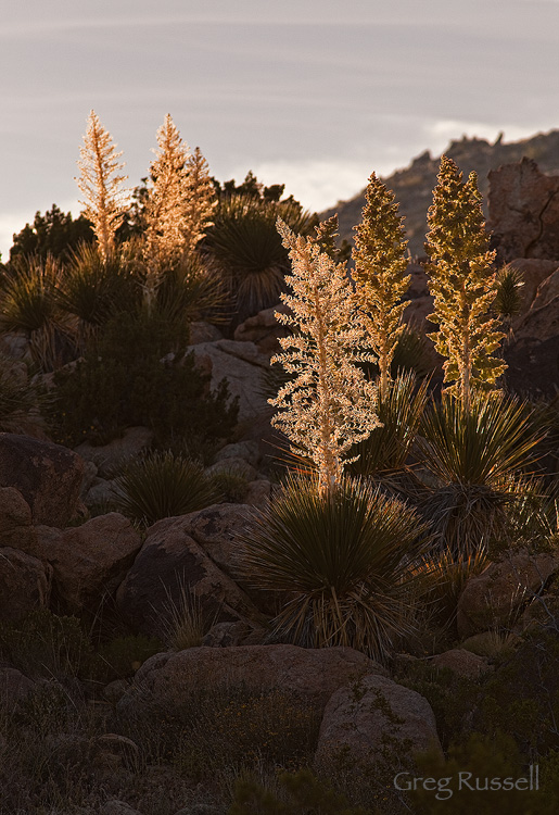 Heavily backlit Parry's Nolina in Joshua Tree national park, california