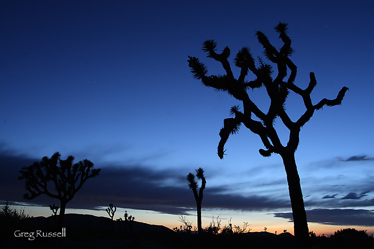 joshua tree; joshua tree national park;  sunset; silhouette